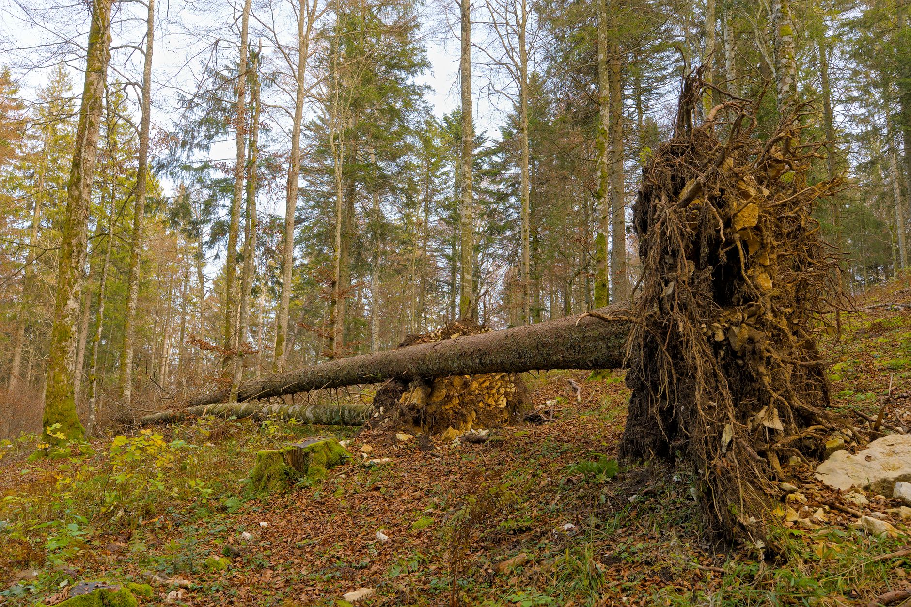 Enlèvement arbre urgence équipe à Épinal